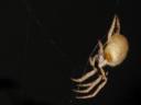 spider1.JPG
